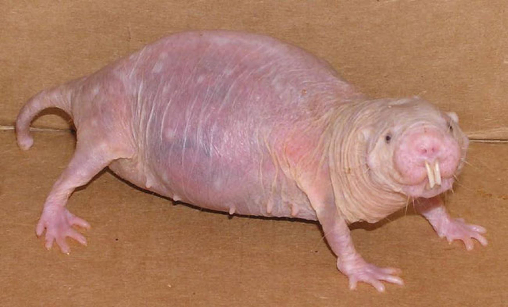 SantaCruda